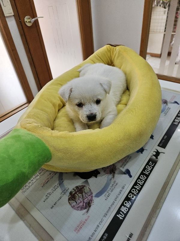 종료(입양) 믹스견…